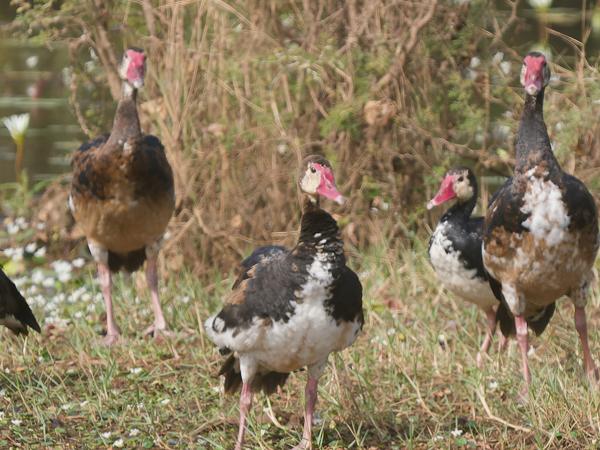 <h3><a href="/trips/gambia/biota/animalia/chordata/aves/007 anseriformes/003 anatidae/plectropterus gambensis/plectropterus gambensis-nl.html">Plectropterus&nbsp;gambensis</a> / Spur‑winged&nbsp;goose / Spoorwiekgans</h3>OM-1 Mark II met OLYMPUS M.150-400mm F4.5, 1/2000 sec  bij F4.5, ISO 500, afstand 66.4&nbsp;m